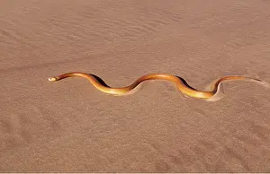 Tracks: CAPE COBRA - moving across desert