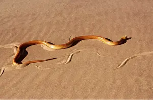 Namibian: CAPE COBRA - moving across desert