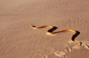 Tracks: CAPE COBRA - moving across desert