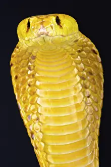 Angola: Cape cobra (Naja nivea), Namibia
