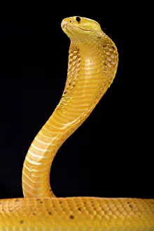 Angola: Cape cobra (Naja nivea), Namibia