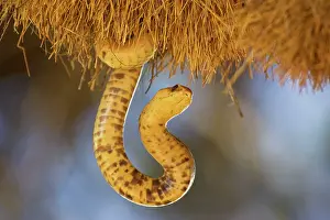 Philetairus: Cape Cobra - raiding a huge communal nest of Sociable