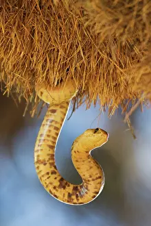 Philetairus: Cape Cobra - raiding a huge communal nest of Sociable