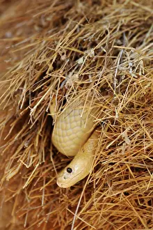 Philetairus: Cape Cobra - raiding a huge communal nest of Sociable