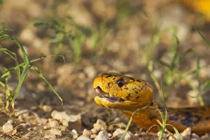 Deadly: Cape Cobra - during the rainy season with green