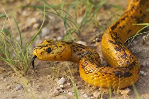 Deadly: Cape Cobra - during the rainy season with green