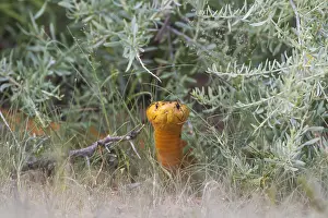 Deadly: Cape Cobra - during the rainy season in green surroundings