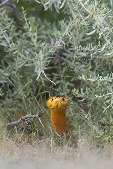 Deadly: Cape Cobra - during the rainy season in green surroundings