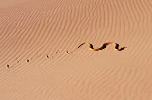 Nivea: CAPE COBRA - TRACKS IN SAND