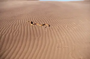 Tracks: CAPE COBRA - TRACKS IN SAND
