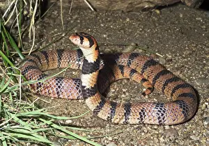 Aposematic: Cape Coral Cobra
