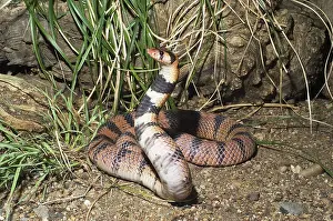Aposematic: Cape Coral Cobra