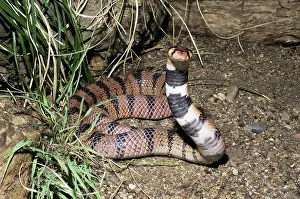 Aposematic: Cape Coral Cobra