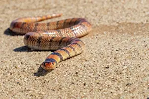 Elapidae: CAPE CORAL SNAKE