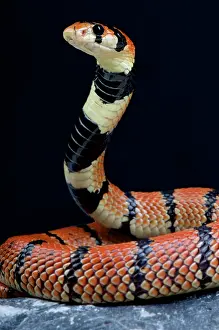 Natrix: Cape coral snake (Aspidelaps lubricus), South Africa