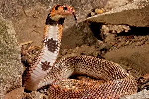 Aspidelaps: Cape Coral Snake Aspidelaps lubricus cowlesi