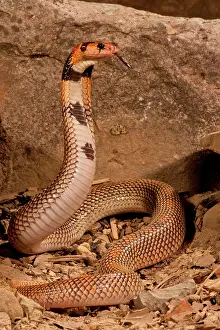 Aspidelaps: Cape Coral Snake Aspidelaps lubricus cowlesi