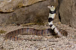 Northcott: Cape Coral Snake, Aspidelaps lubricus, Native