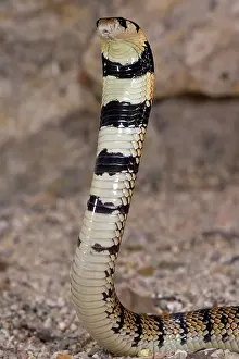 Northcott: Cape Coral Snake, Aspidelaps lubricus, Native