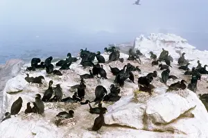 Maureen Brown: Cape Cormorant - breeding colony
