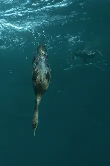 Sardine: Cape Cormorant diving from surface