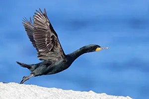Capensis: Cape Cormorant (Phalacrocorax capensis), side view