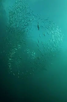 Transkei: Cape Cormorant swimming into baitball (school of