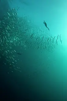 Transkei: Cape Cormorant swimming into baitball (school of