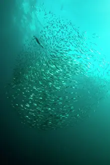Transkei: Cape Cormorant swimming into baitball (school of