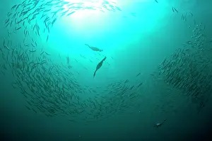 Transkei: Cape Cormorants swimming into baitball (school of