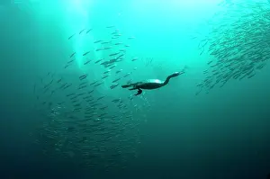 Transkei: Cape Cormorants swimming into baitball (school of
