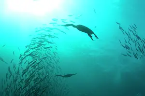 Transkei: Cape Cormorants swimming into baitball (school of