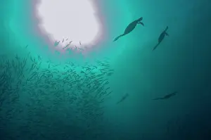 Transkei: Cape Cormorants swimming into baitball (school of