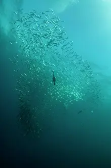 Transkei: Cape Cormorants swimming into baitball (school of