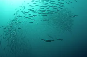 Capensis: Cape Cormorants swimming into baitball (school of