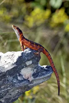 Crag: Cape Crag Lizard