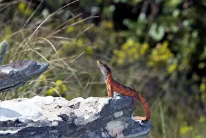 Crag: Cape Crag Lizard