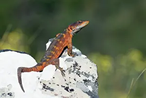 Crag: Cape Crag Lizard