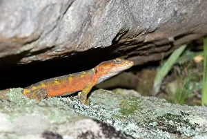 Crag: Cape Crag Lizard / Small-scale Girdled Lizard -