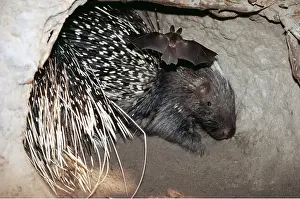 Bats: CAPE / CRESTED PORCUPINE in burrow with tomb bat flying in