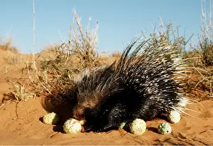 Gemsbok: CAPE / CRESTED PORCUPINE - eating Gemsbok cucumber