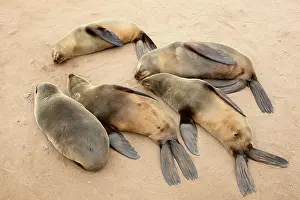 Owned: Cape Cross Seal Reserve is a protected area owned by the gov