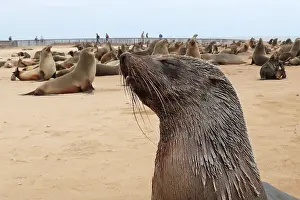 Owned: Cape Cross Seal Reserve is a protected area owned by the gov