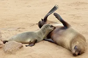 Owned: Cape Cross Seal Reserve is a protected area owned by the gov