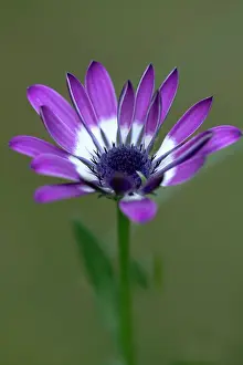 Osteospermum: Cape Daisy