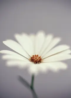 Osteospermum: Cape Daisy