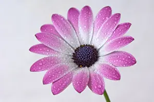 Osteospermum: Cape Daisy