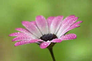 Osteospermum: Cape Daisy