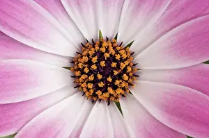Osteospermum: Cape Daisy