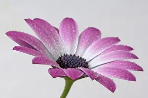Osteospermum: Cape Daisy